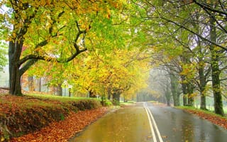 Картинка деревья, туман, пейзаж, осень, дорога