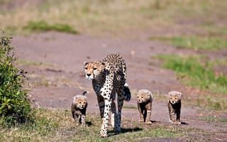 Картинка гепарды, мама с малышами