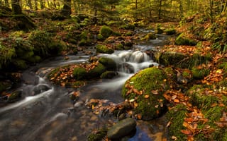 Картинка деревья, england, национальный парк дартмур, англия, листья, dartmoor national park, осень, ручей, dartmoor, мох, дартмур, камни