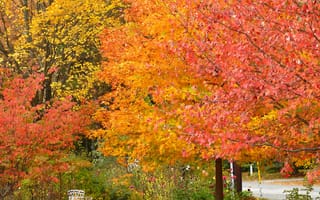 Обои деревья, листья, autumn, осень