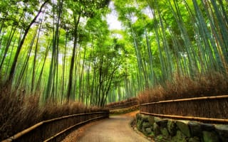 Обои japan, bamboo forest, бамбуковый лес