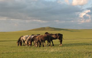 Картинка лошадь, пасутся, кошкарбай, табун, пастбище, конь, степь, животные, казахстан