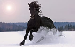 Картинка лошадь, природа, снег, конь, черный, макро, Зима