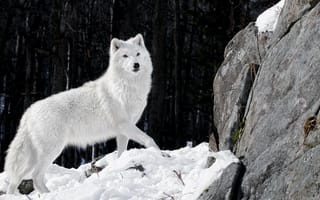 Картинка Животные, Арктический волк