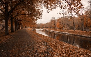 Картинка tree, leaves, river, autumn