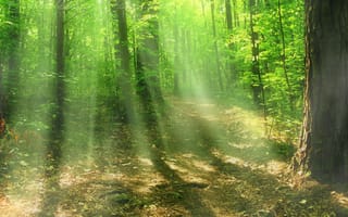 Картинка природа, forest, лучи, sunlight, листва, тропинка, fall, beams, свет, rays, лес, leaves, tree, солнце, деревья