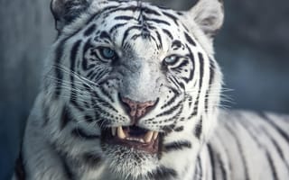 Картинка хищник, усы, мех, оскал, тигр, белый тигр