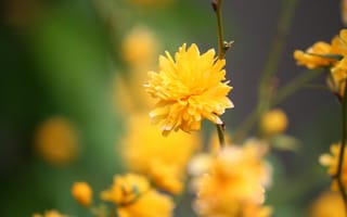 Картинка растение, желтый цветок, китайская роза