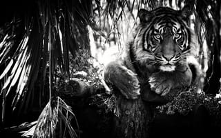 Картинка взгляд, хищник, тигр, усы, черно белый, темный