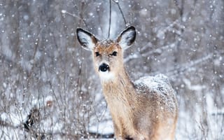 Картинка Олень, Животные, снег, Морда, Фауна, Белохвостый олень, Замораживание, Млекопитающее, Зима, Рог, мех, Дикая природа, terrestrial animal