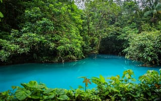 Картинка природа, джунгли, красиво, пруд, зелень