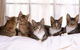 Картинка постель, кошки, окно