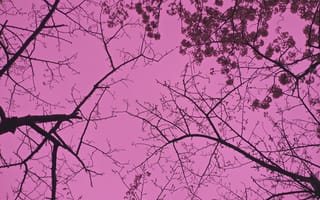Картинка филиал, Розовый, дизайн, Дерево, шаблон, вишня в цвету, Лист, небо, пурпурный, весна, цветок, растение, Ветка, цвести