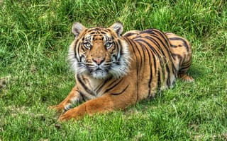 Картинка Коты, природа, Большой, Давис, Тигр, Gary, Nikon, D610