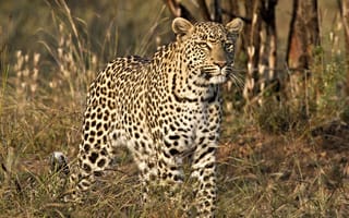 Картинка Леопард, Большие кошки, Африка, Сафари, Хищник, Дикая природа, Открытый, Canon, Bushveldnature, Canon7d, Куст