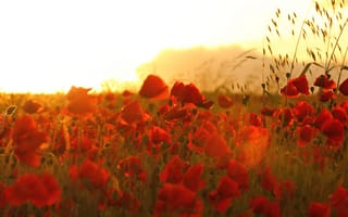 Картинка цветы, закат солнца, лето, Dof, Золотистый, 105 мм, Боке, Маки, Canon, Poppyfield, Солнечный свет, 550d