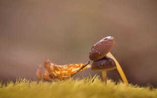 Картинка осень, лист, трава, грибы