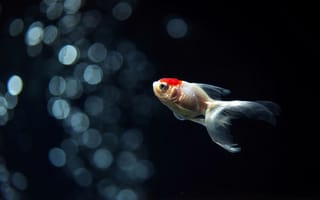 Картинка рыба, аквариум, Золотая рыбка