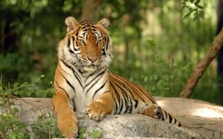 Картинка Животные, природа, Тигр