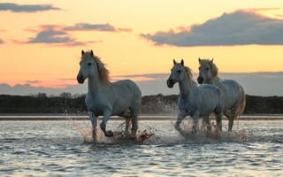 Картинка лошади, купаются, утро, река, заря, восход, кони