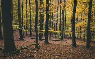 Картинка Деревьями, Осень, Листва