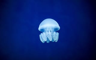 Картинка Медуза, подводный мир, Синий