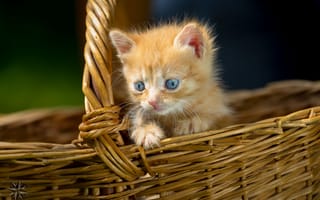 Картинка котенок, корзина, малыш, рыжий, голубые глаза