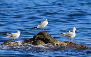 Картинка море, птицы, трио, чайки, камень