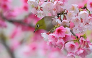 Картинка птица, сакура, цветки, ветка, японская белоглазка, Весна, цветение, вишня