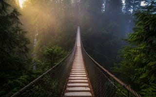 Картинка лес, красота, туман, подвесной, утро, мост