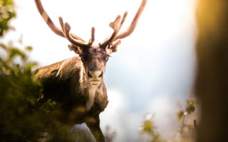 Картинка Олени, Животные, Швеция, природа