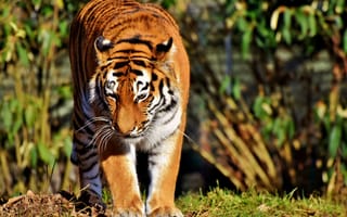 Картинка Тигр, Хищник, ходить, большой кот