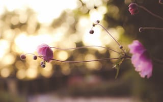 Картинка Боке, глубина резкости, Макрос, Розовые цветы, Растения