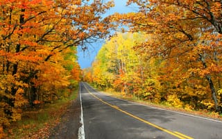 Картинка деревья, пейзаж, осень, дорога