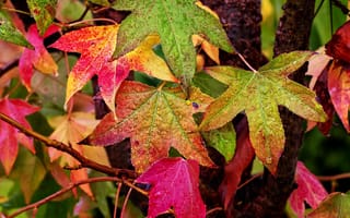 Картинка природа, листья, ветки, осень