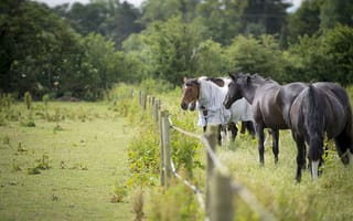 Обои лошади, загон, ограда, попона, кони