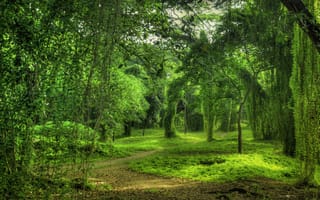 Картинка природа, лес, деревья, парк, тропинка