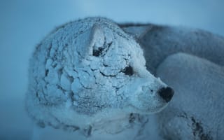 Картинка Волк, снег