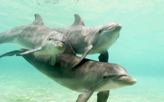 Картинка под водой, дельфины