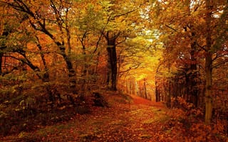Картинка горы, красота, осень, лес