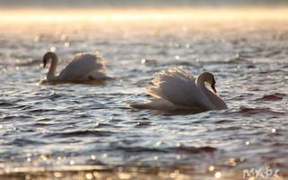 Картинка озеро, утро, пара, лебеди