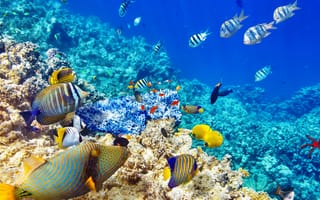 Картинка Синий, коралловый риф, океан, море