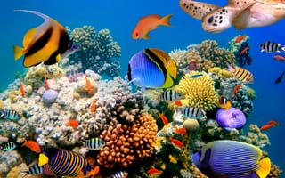 Картинка Синий, коралловый риф, океан, море