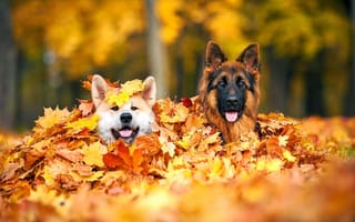 Картинка осень, листья, две собаки