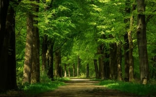 Картинка деревья, дорога, пейзаж, лес