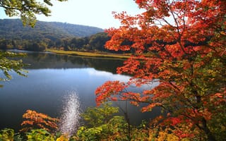Картинка природа, красота, осень, пруд, лес