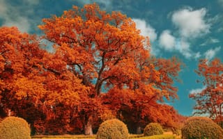 Картинка природа, деревья, кусты, осень