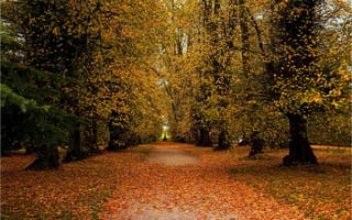 Картинка деревья, дорога, пейзаж, парк, осень