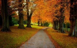 Картинка деревья, осень, лес, парк, дорога, пейзаж