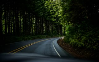 Картинка лес, Дорога, США, природа, шоссе, Растения, Орегон, Изогнут, Деревьями